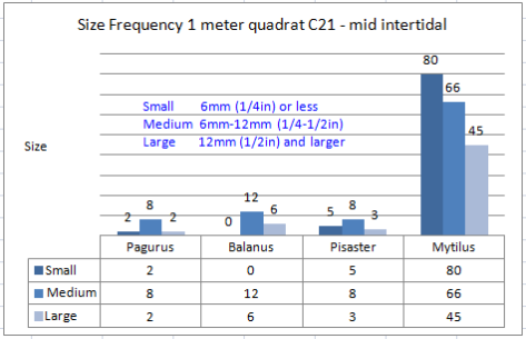 Size Frequency